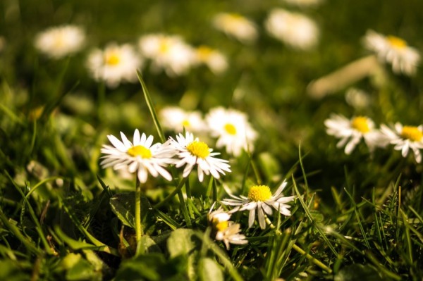 flowers-summer-grass-meadow-large